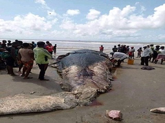 Decomposing whale in Finima Bonny