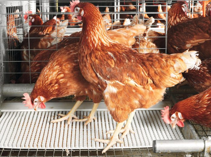 Poultry-Farming-Nigeria