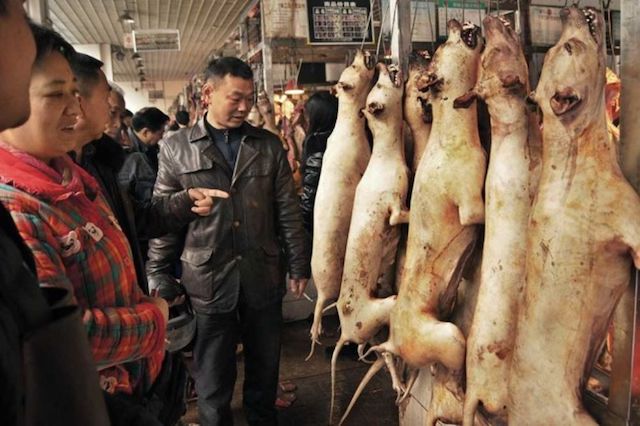 Shenzen city bans production and eating of dog, cat meat