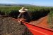 A worker arranges harvested coffee cherries inside a tractor (Reuters file photo)