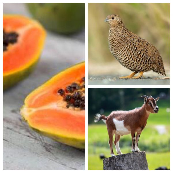 Pawpaw, quail and goat test positive for coronavirus