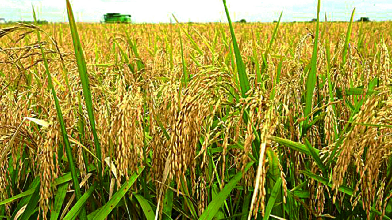 Rice-Farming