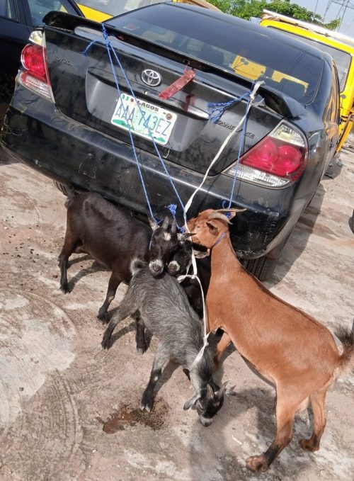 The suspected stolen goat recovered by Lagos Task Force