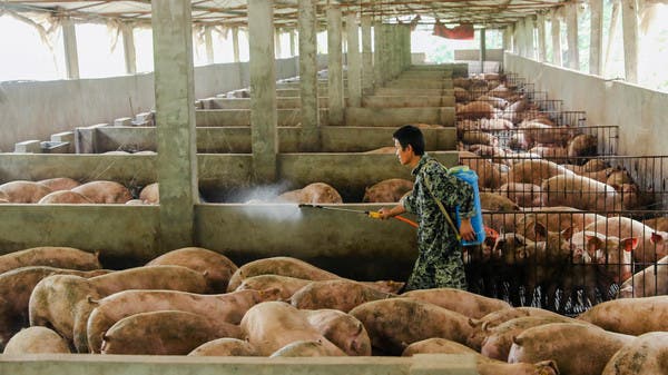 a pig farm- swine flu can become another pandemic, researchers warn
