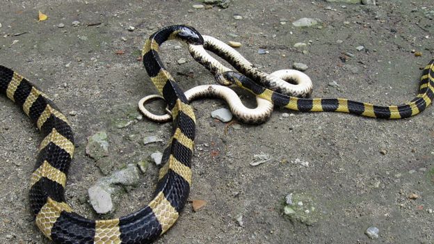 Indian Krait a venomous snake specie