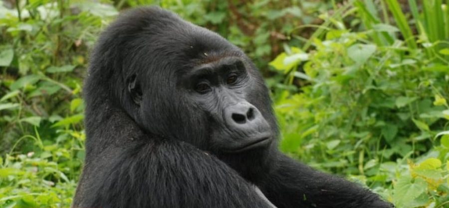 Killer of gorilla Rafiki jailed
