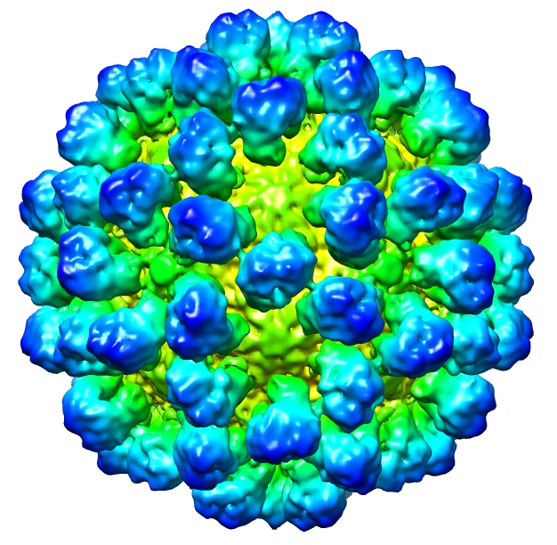 RHD Virus