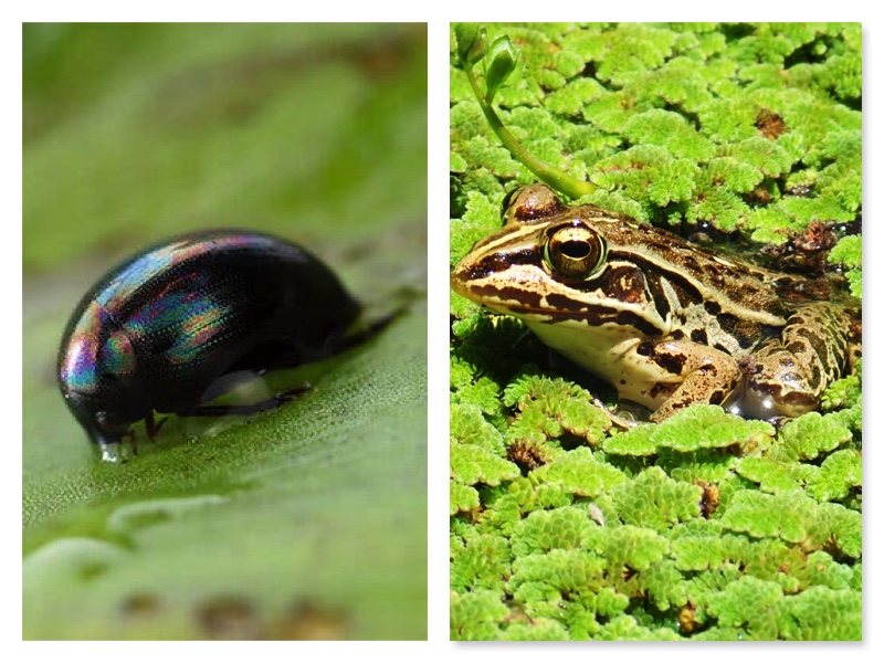 The beetle called Regimbartia attenuata and a frog