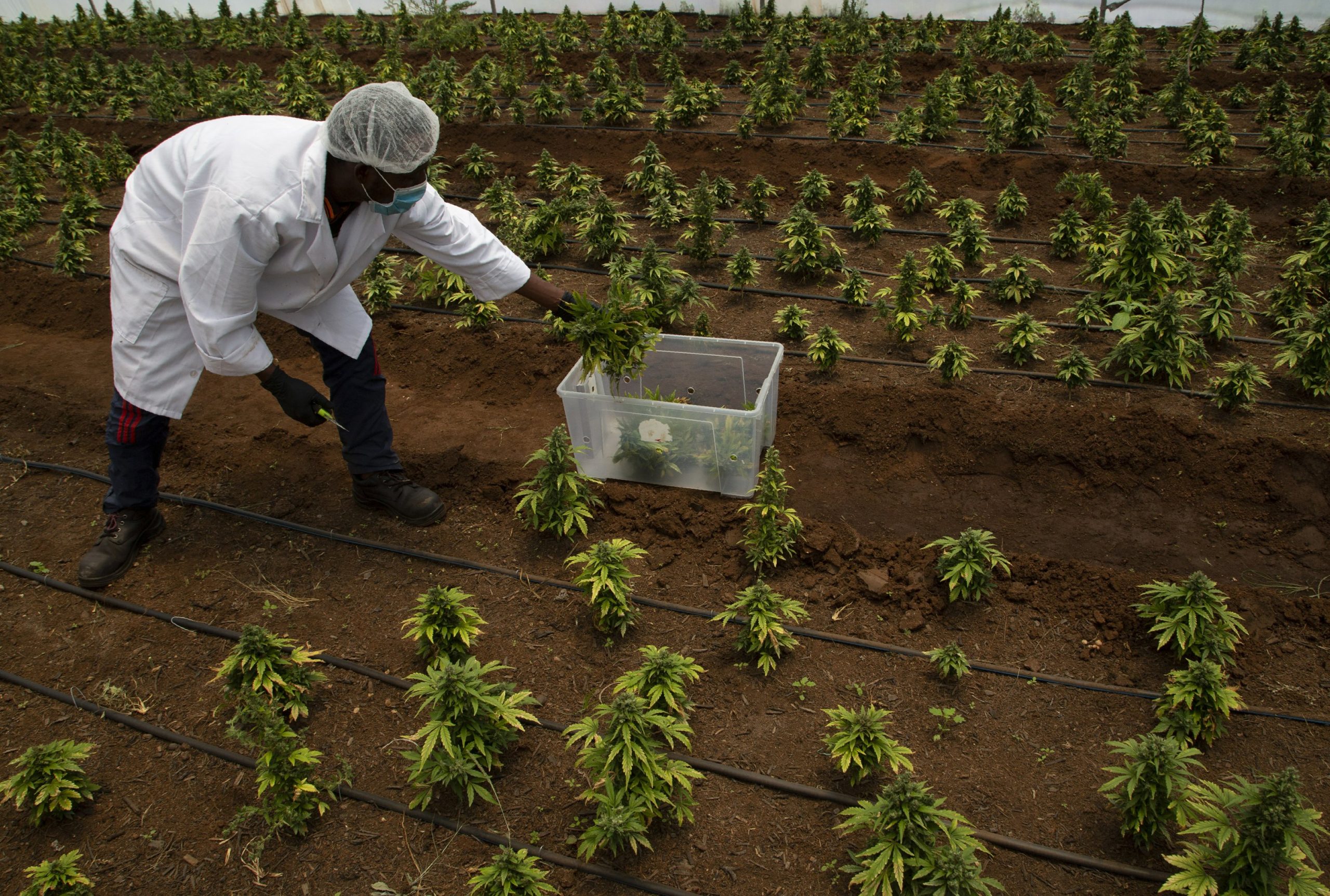 cannabis farming