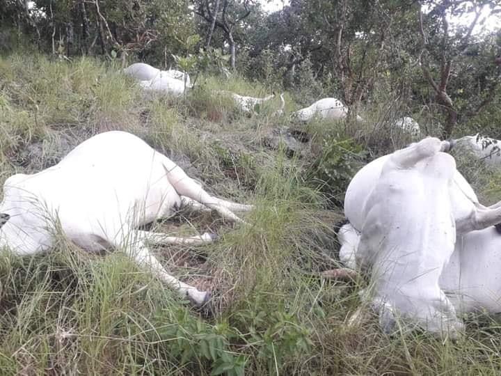 Dead cows killed by thunder on a hill