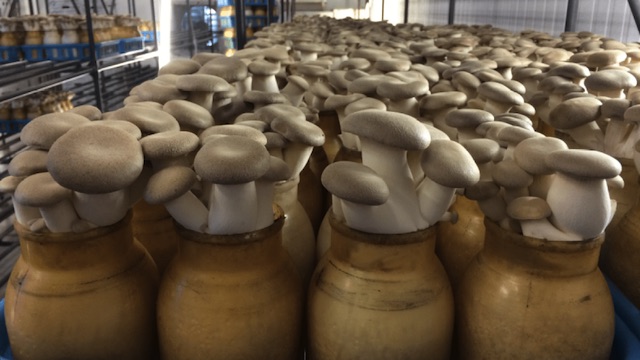 Mushroom-Farming-Business-nigeria