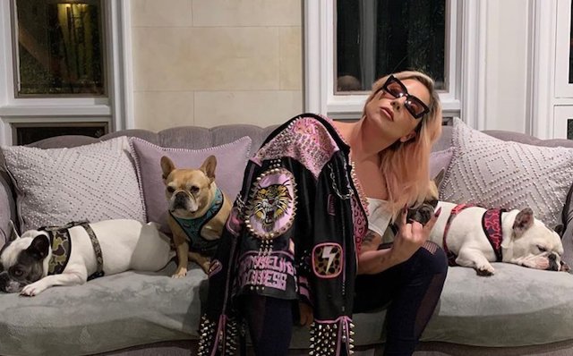 Lady Gaga and her dogs