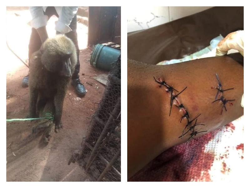 The monkey and the injured schoolgirl in Awka