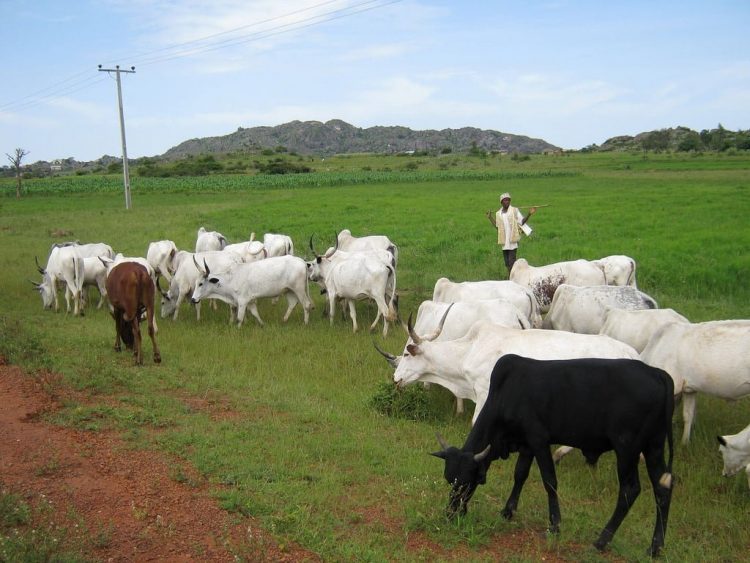 herdsmen-open-grazing