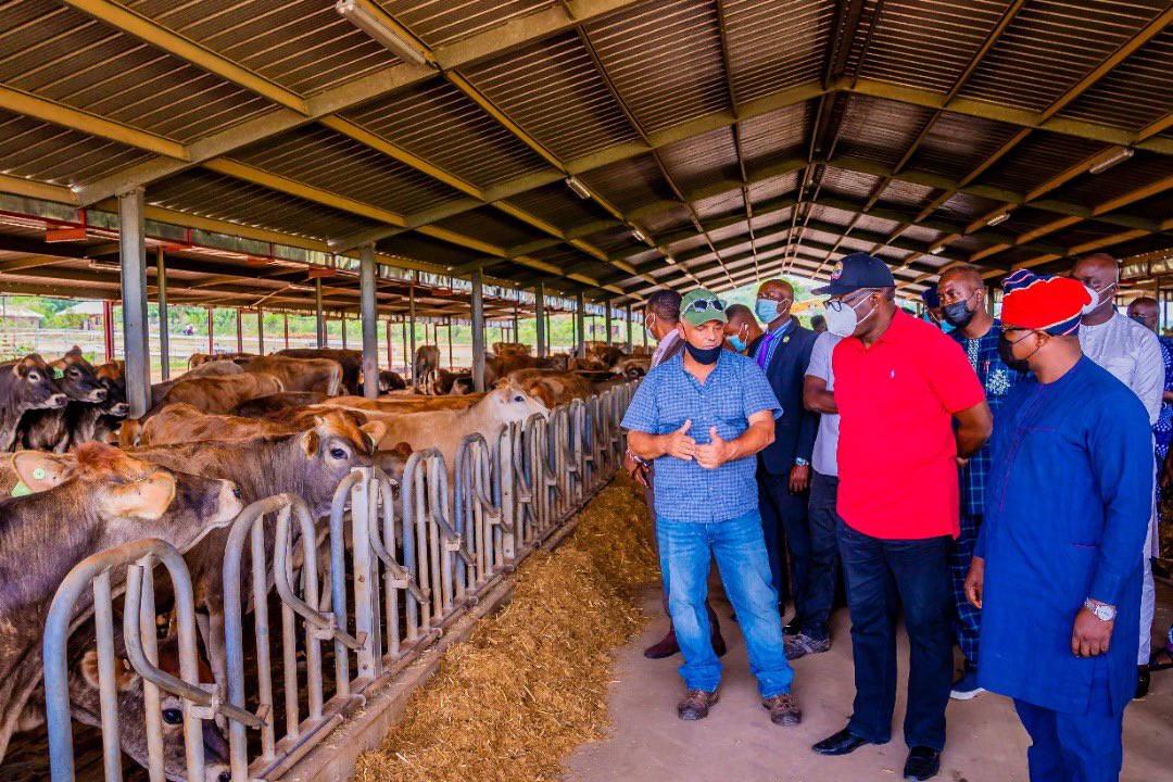 Governor Fayemi inspecting the 227 pregnant cows at the state-owned Ikun Dairy Farm