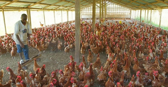 Chicks on Ogunsua’s poultry farm