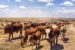 Cattle rustling