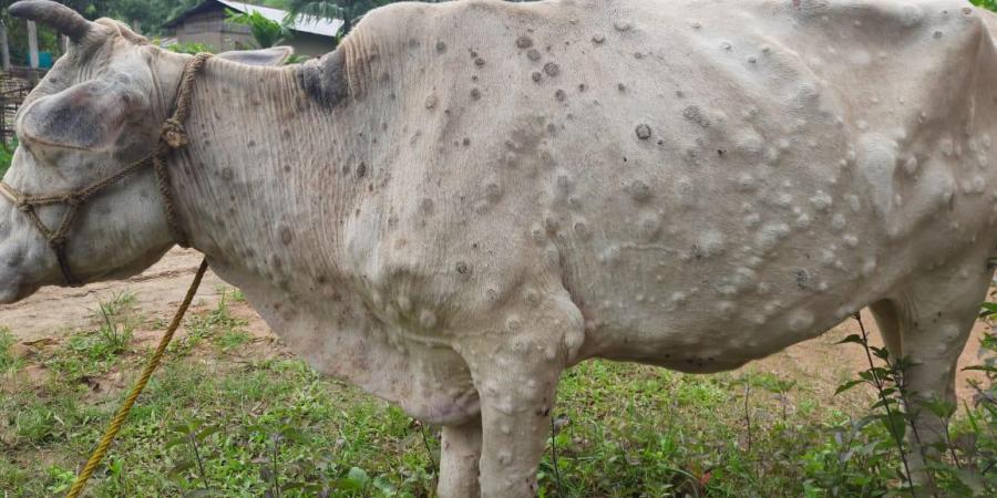 lumpy skin disease infected cow