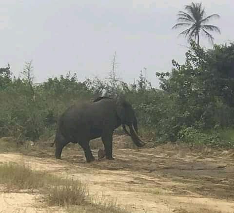 Elephant sighted at Ikuru Community, Rivers