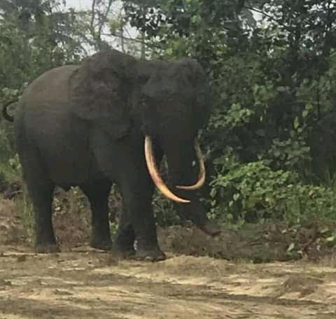 Elephant sighted at Ikuru Community, Rivers