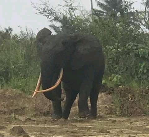 Elephant sighted at Ikuru Community, Rivers
