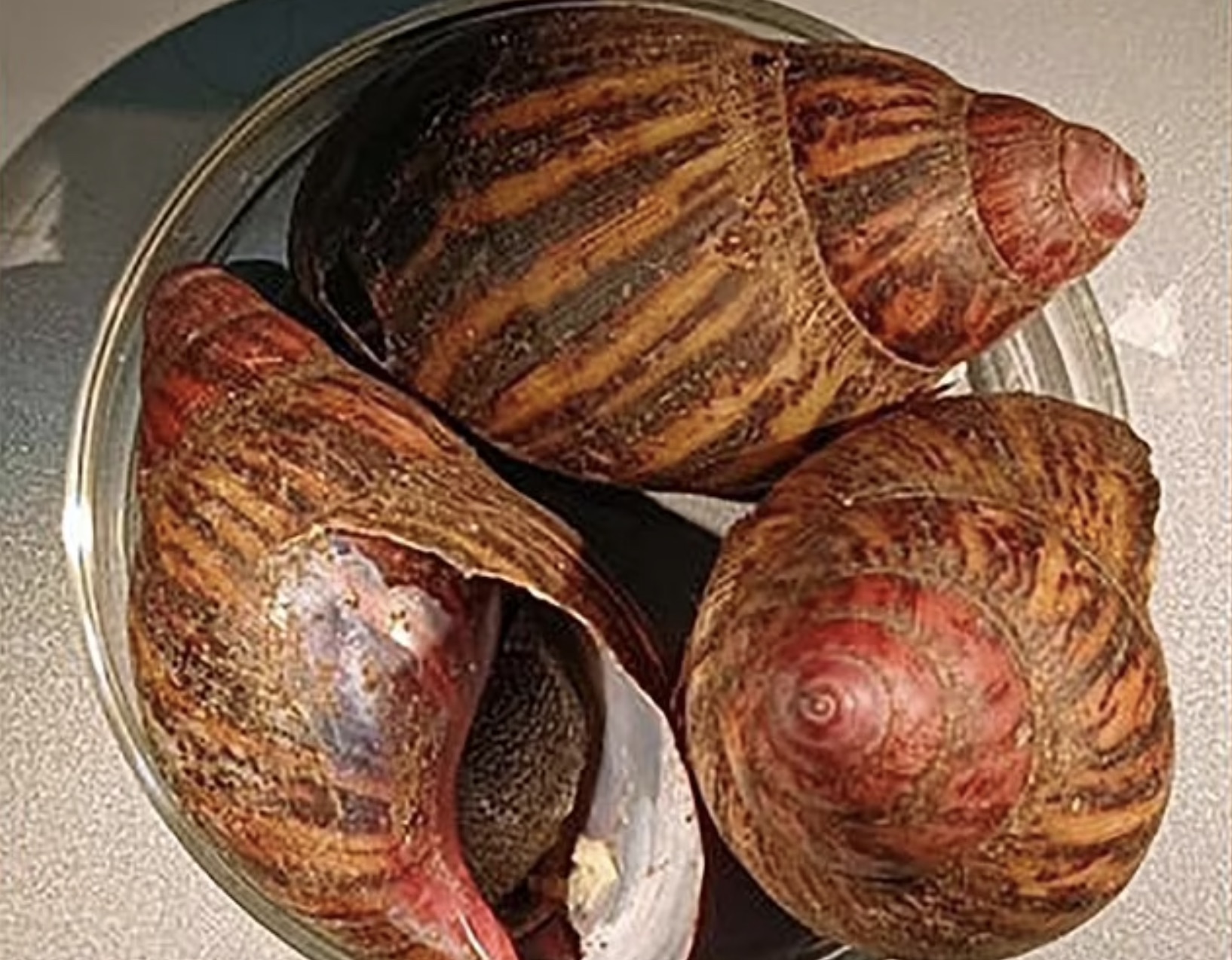 The Nigerian giant snails said to cause rare form of meningitis