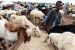 Sallah: Muslim faithful lament price hike of rams, sellers bemoan low patronage