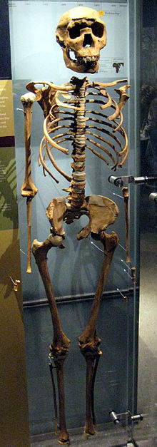 The Turkana Boy fossil