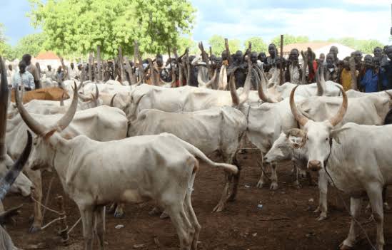 cattle: MACBAN: Cows Will Cost ₦2 Million Each If Lagos Anti-Open Passes Grazing Law