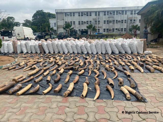 Sacks of pangolin scales annd ivory seized by the Customs in Lagos