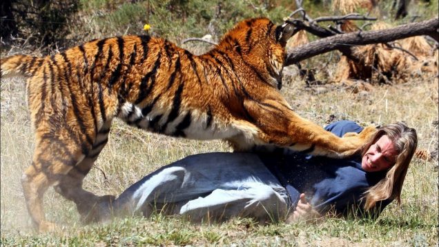 Tiger attack