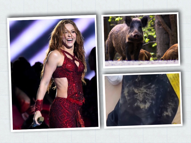 Shakira, a wild boar and her destroyed bag