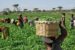 Farmers in Nasarawa, Niger and Kogi states lament sharp fall in prices of major food commodities despite recording bumper harvest