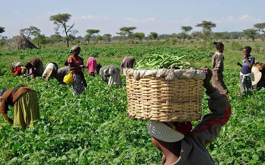 Farmers in Nasarawa, Niger and Kogi states lament sharp fall in prices of major food commodities despite recording bumper harvest