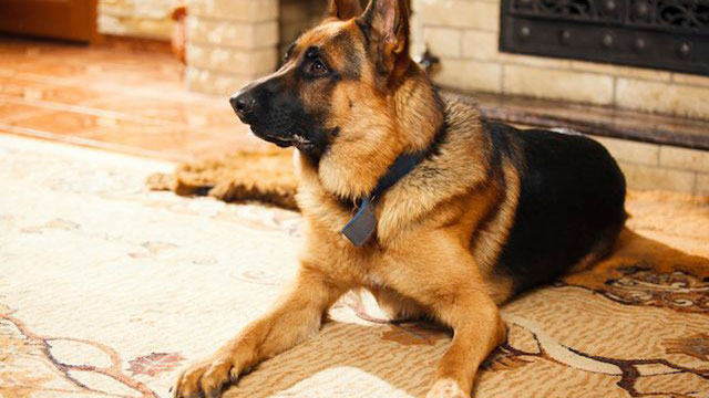 Police are on manhunt for the owner of an Alsatian dog which mauled a 5-month-old baby to death at Hallelujah Estate, Osogbo, Osun state.