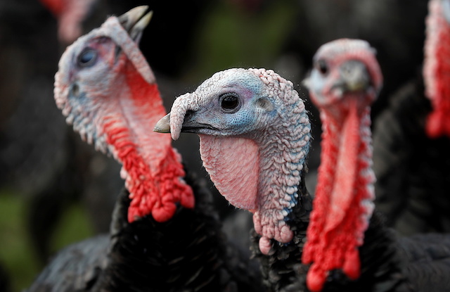 Turkeys available in UK at Christmas