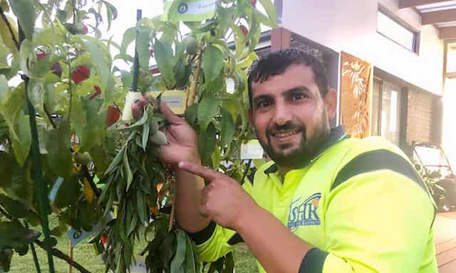 Hussam Saraf's tree with 10 different fruits
