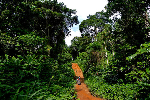 A forest in Nigeria