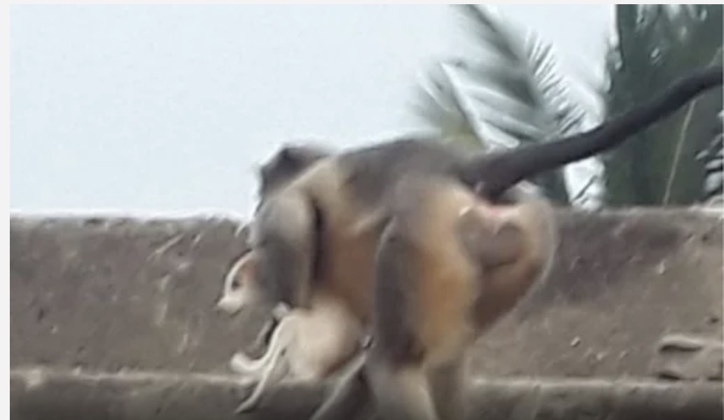 A monkey clutches a puppy to be dropped from considerable height