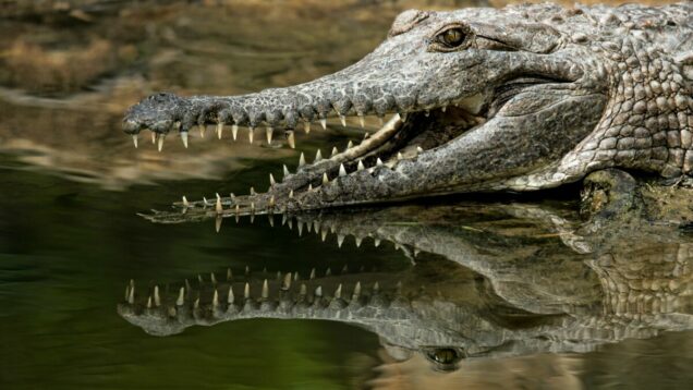 9-year-old Indonesian girl killed by crocodile