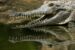 9-year-old Indonesian girl killed by crocodile