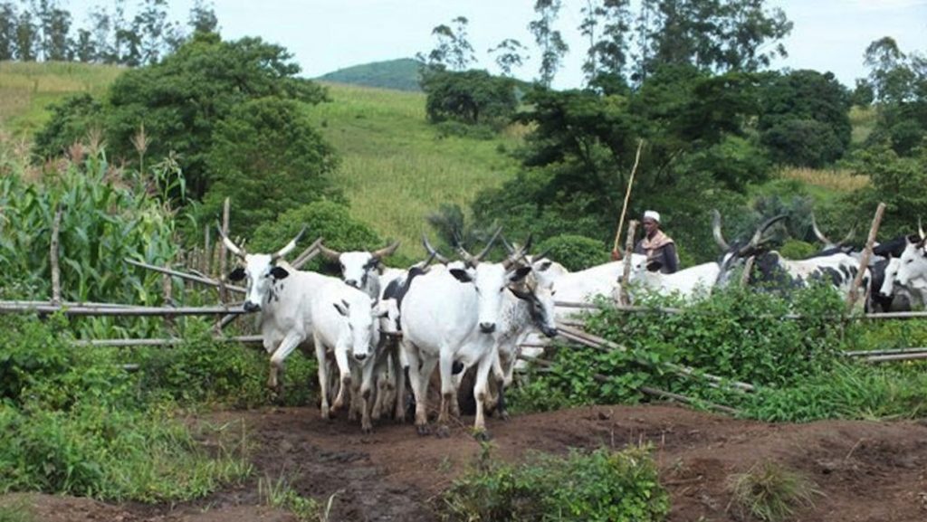 A Magistrates’ Court in Akure has fined a herder, Abdulkadir Shehu N50,000 for grazing without permit from the Ondo State Government.