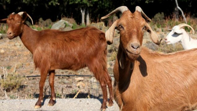 Goat-farming