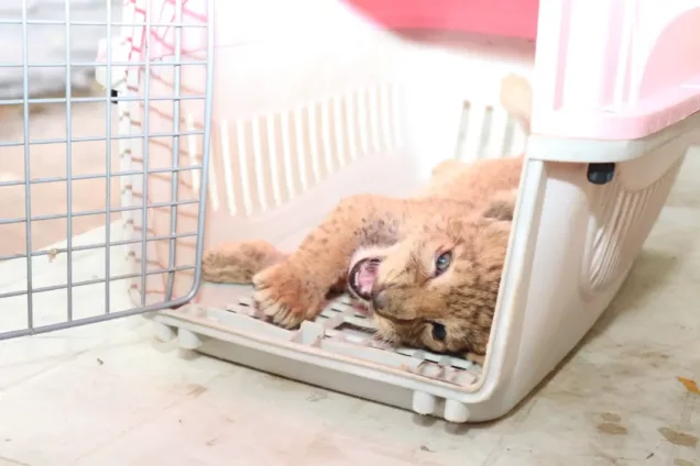 The lion cub seized by NESREA in Abuja