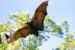 Researchers discover 10 new bat species in Nigerian forest