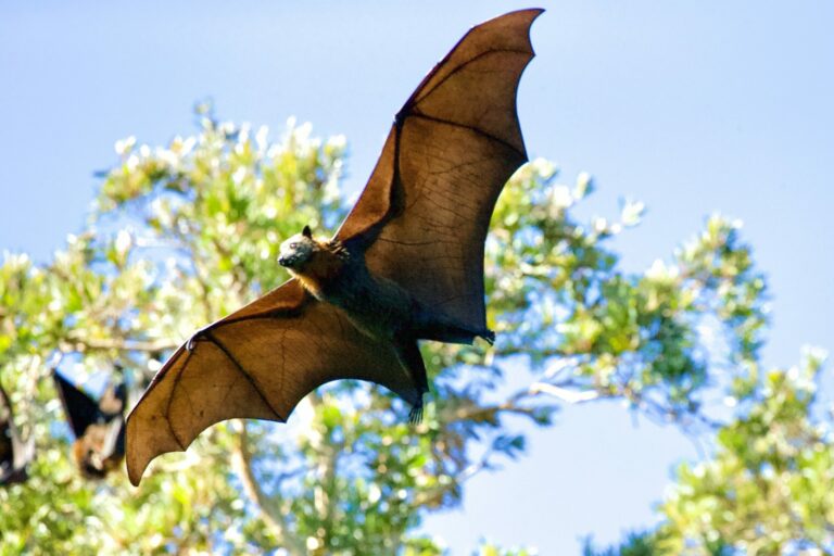 Researchers discover 10 new bat species in Nigeria P.M. News