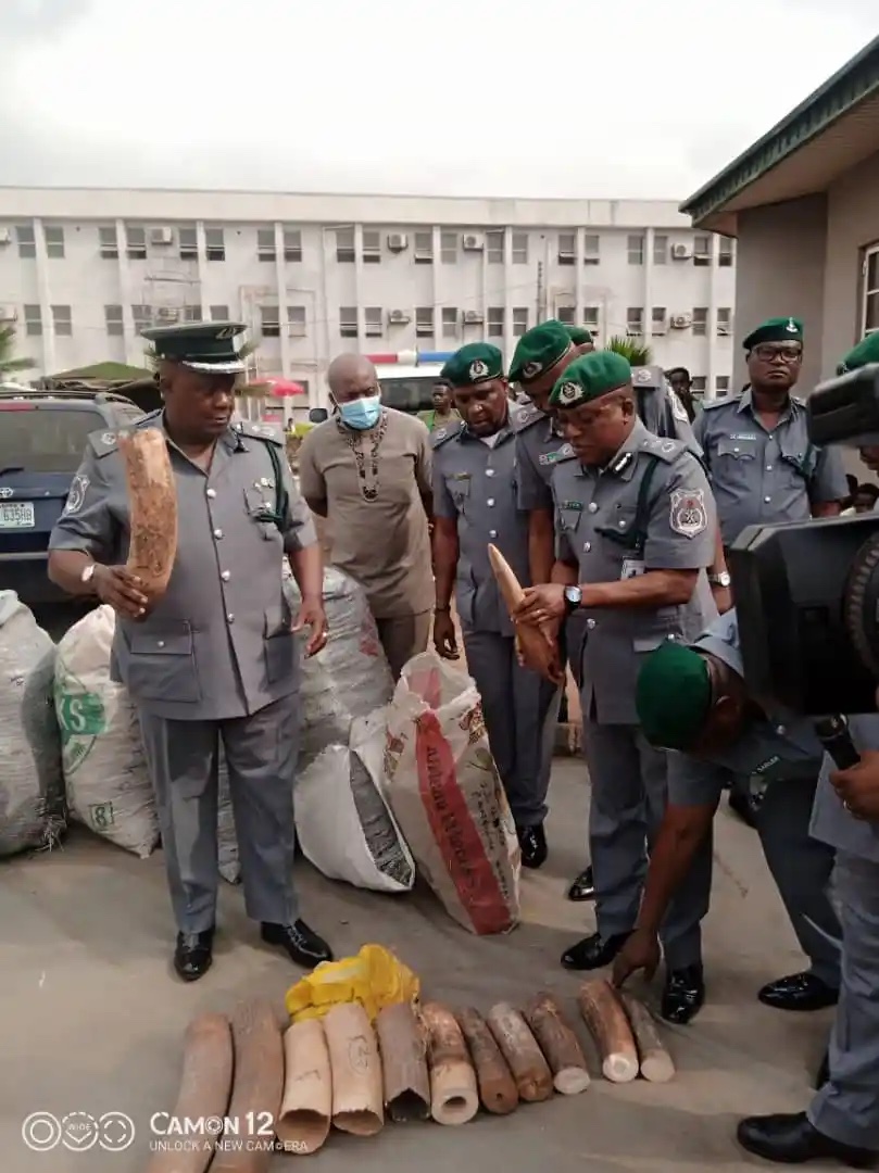 elephant tusks, pangolin seized by Nigerian Customs