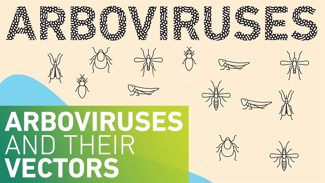 WHO launches bid to stop new global pandemic “Arboviruses”