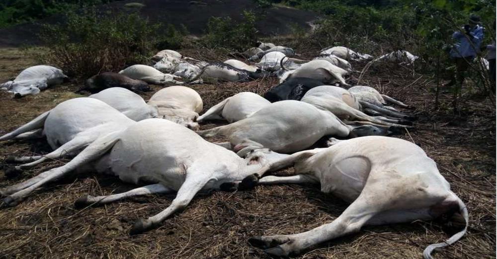 Kogi's poisoned cows