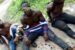 3 young men caught with human heart on OAU campus road
